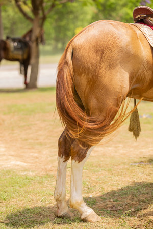 Brown horse on green grass field in summer season,Thailand.の写真素材