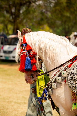 White horse in traditional clothes at a fair in the city of Chiang Rai in North Thailand.の写真素材