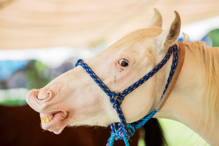 Portrait of a beautiful white horse with a blue halter.の写真素材