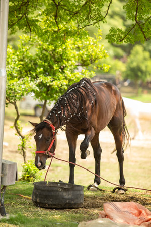 Horse grazing in the park. Selective focus. Shallow depth of fieldの写真素材