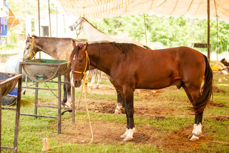 Brown horse in the farm,Thai people travel and relax.の写真素材