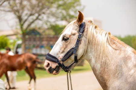Portrait of a beautiful horse in a farm, shallow depth of fieldの写真素材