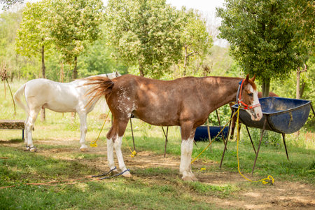 Horses in the paddock on a sunny day in summer.の写真素材