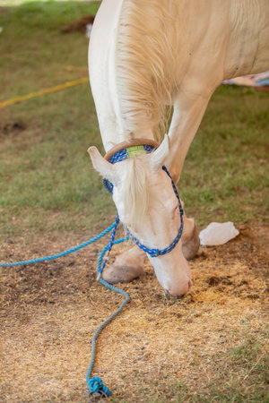 White horse in the farm,Thailand. (Selective focus)の写真素材