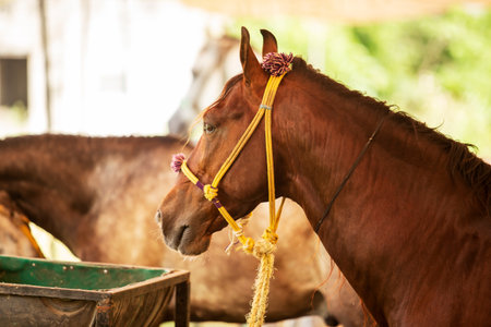 Horse on the farm. Selective focus. Shallow depth of fieldの写真素材