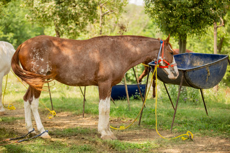 Horses in the paddock on a sunny day in the summerの写真素材
