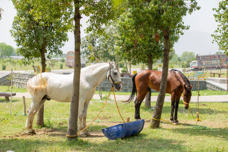 Horse eating hay in the public park at Nakhon Ratchasima, Thailandの写真素材
