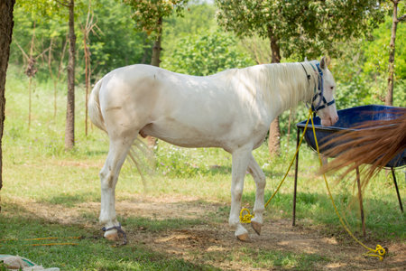 White horse in the paddock on a green meadow in summerの写真素材
