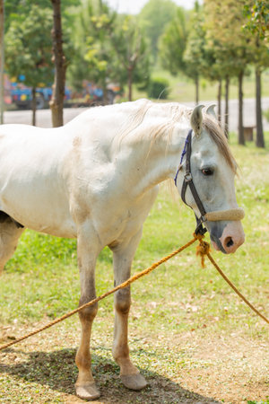 Horses eating grass in the public park,Thailand,Asiaの写真素材