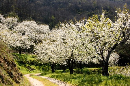 Cherry blossoms trees and windy path under the sun の写真素材