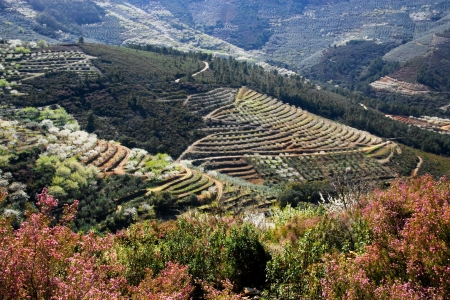 Cherry and olive cultivation in terraces