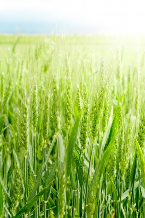 Detail of green wheat field at sun in springtimeの写真素材