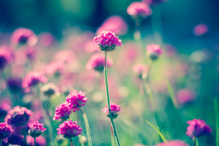 Little flowers in a garden  Armeria maritima