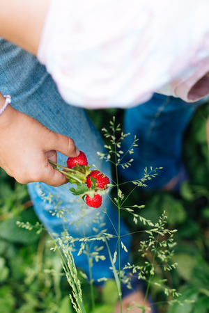 Little girl picking wild strawberries. Focus on the strawberries in hand.の写真素材