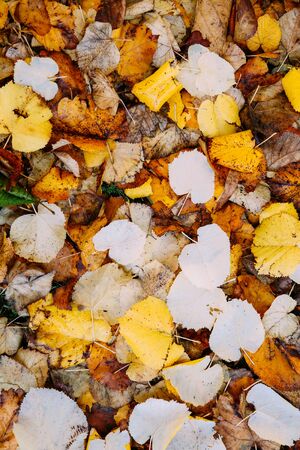 Fallen linden leaves on the ground