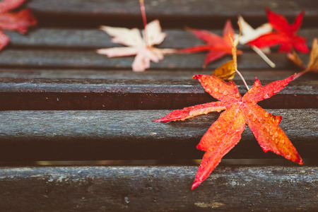Red maple leaves on old wooden bench after frost