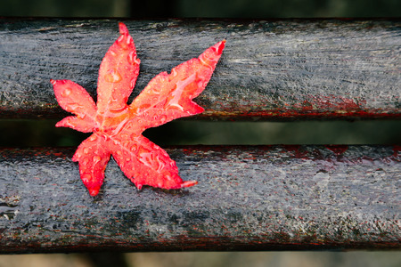 Wet red maple leaf on an old wooden bench after frost
