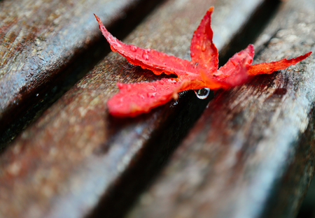 Wet red maple leaf on an old wooden bench after frostの写真素材