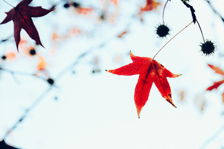 Red maple leave on tree in autumn. Shallow depth of fieldの写真素材