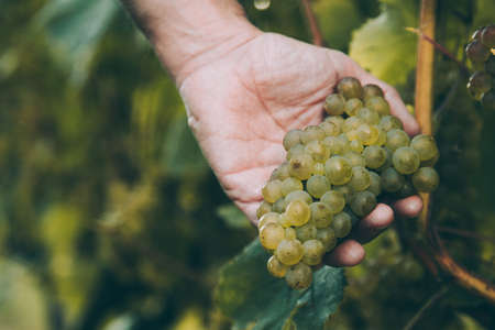 Hand of winemaker holding a bunch of white grape for basque txakoli wine in the vineyard
