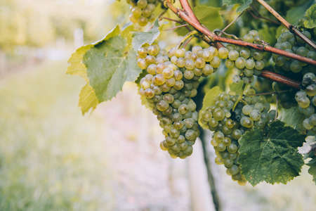Close up of bunches of grape for basque txakoli wine ripening in the vine at sunset