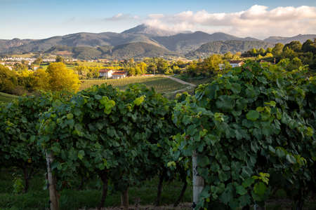 Landscape of vineyard in Hondarribia for the production of the basque white wine called txakoliの写真素材