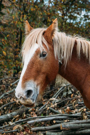 Head of a brown and white  mane percheron horse with trunks at the backgroundの写真素材