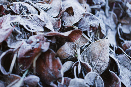 Dry fallen leaves frozen in a cold winter morning. Selective focusの写真素材