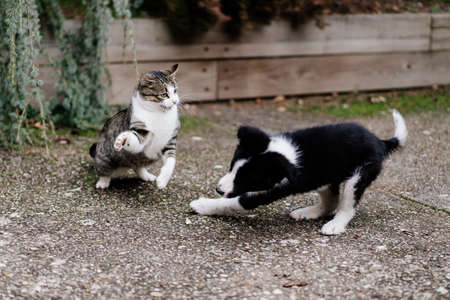 Adult tabby cat playing fighting with border collie puppy in the garden. Motion blur in the dog because of the movementの写真素材