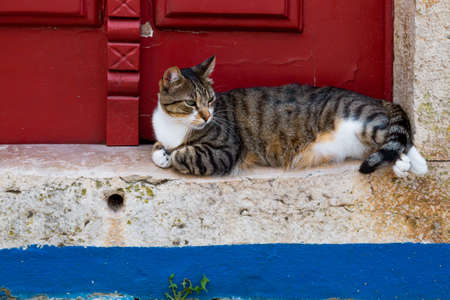 Gray tabby cat lying in the red doorway of a house in portuguese Ãbidos townの写真素材