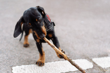 Dachshund puppy dog biting eagerly a stick in the street because of the teethingの写真素材