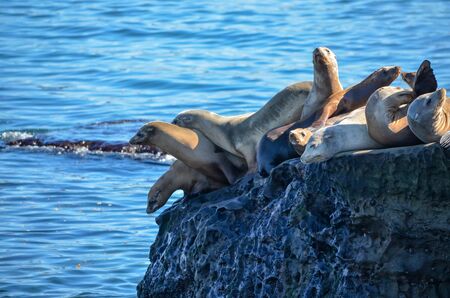 Sea lions on a cliffの写真素材