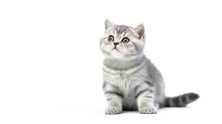 Cute Scottish Fold kitten sitting on white background. Looking at camera.の素材