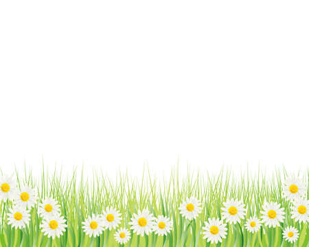 white daisy backgroundのイラスト素材
