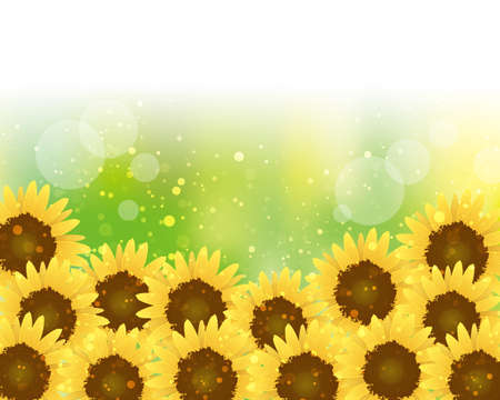 Sunflower background in full bloomのイラスト素材