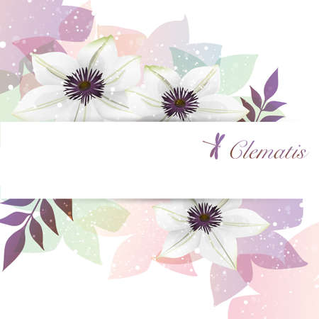 background of  the clematis flower illustrationのイラスト素材
