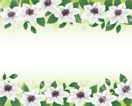 White clematis flower background illustrationのイラスト素材