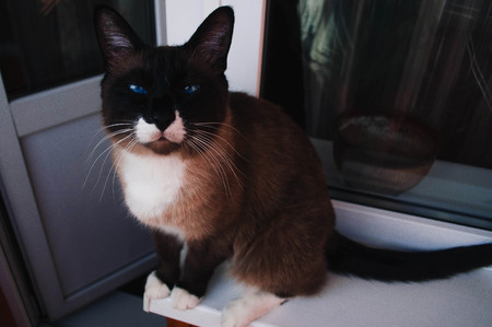 Siamese Cat with Blue Eyesの写真素材