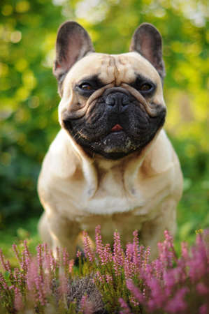 French bulldog in the heatherの写真素材