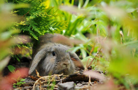 Rabbit playing in hide and seekの写真素材