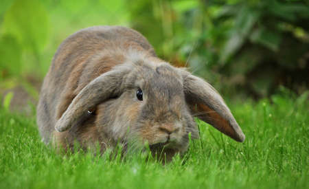 Rabbitの写真素材