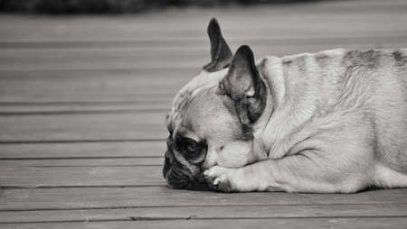 Melancholy IIの写真素材
