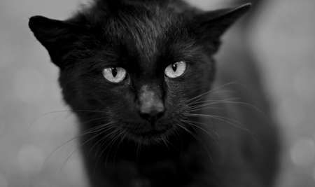 like a black pantherの写真素材