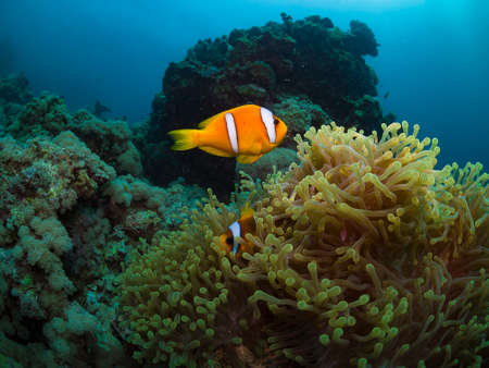 Clownfish, Redsea, Jeddah, Saudi Arabiaの写真素材
