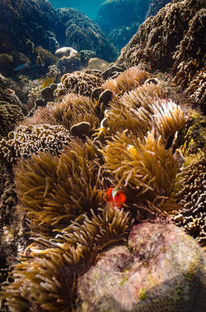 Clownfish in soft coral, Wayag island, Raja Ampat, Indonesiaの写真素材