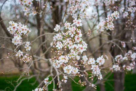 Apricot blossoms, Kashgar city, Xinjiang province, Chinaの写真素材