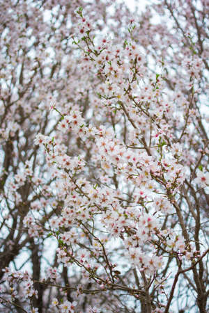 Apricot blossoms, Kashgar city, Xinjiang province, Chinaの写真素材