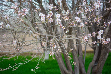 Apricot blossoms, Kashgar city, Xinjiang province, Chinaの写真素材