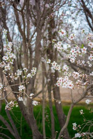 Apricot blossoms, Kashgar city, Xinjiang province, Chinaの写真素材