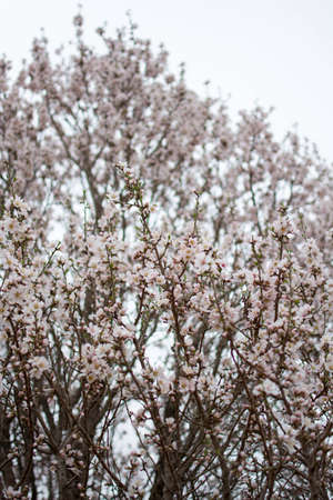 Apricot blossoms, Kashgar city, Xinjiang province, Chinaの写真素材